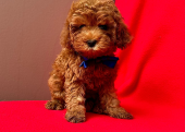 Safkan Toy Poodle Yavrularımız